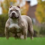 Why These 13 Dog Breeds Have Been Banned in the Past Two Decades