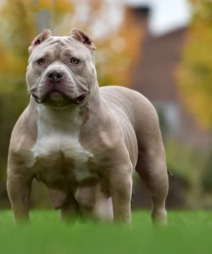 Why These 13 Dog Breeds Have Been Banned in the Past Two Decades