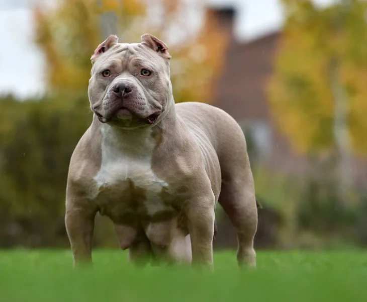 Why These 13 Dog Breeds Have Been Banned in the Past Two Decades