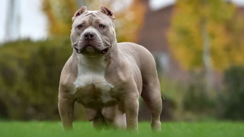 Why These 13 Dog Breeds Have Been Banned in the Past Two Decades